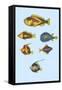 Rarest Curiosities of the Fish of the Indies-Louis Renard-Framed Stretched Canvas