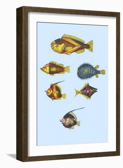 Rarest Curiosities of the Fish of the Indies-Louis Renard-Framed Art Print