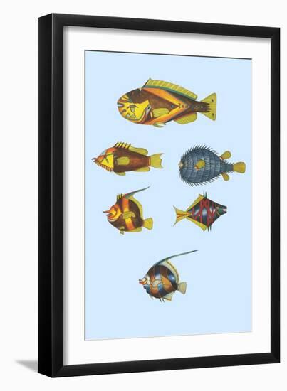 Rarest Curiosities of the Fish of the Indies-Louis Renard-Framed Art Print