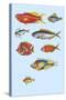 Rarest Curiosities of the Fish of the Indies-Louis Renard-Stretched Canvas