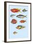 Rarest Curiosities of the Fish of the Indies-Louis Renard-Framed Art Print