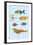 Rarest Curiosities of the Fish of the Indies-Louis Renard-Framed Art Print