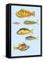 Rarest Curiosities of the Fish of the Indies-Louis Renard-Framed Stretched Canvas