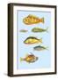 Rarest Curiosities of the Fish of the Indies-Louis Renard-Framed Art Print