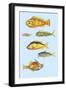 Rarest Curiosities of the Fish of the Indies-Louis Renard-Framed Art Print