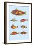 Rarest Curiosities of the Fish of the Indies-Louis Renard-Framed Art Print