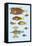 Rarest Curiosities of the Fish of the Indies-Louis Renard-Framed Stretched Canvas