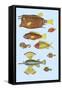 Rarest Curiosities of the Fish of the Indies-Louis Renard-Framed Stretched Canvas