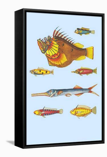 Rarest Curiosities of the Fish of the Indies-Louis Renard-Framed Stretched Canvas