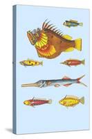 Rarest Curiosities of the Fish of the Indies-Louis Renard-Stretched Canvas