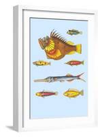 Rarest Curiosities of the Fish of the Indies-Louis Renard-Framed Art Print