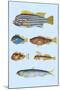 Rarest Curiosities of the Fish of the Indies-Louis Renard-Mounted Art Print