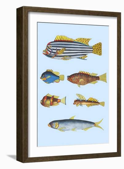 Rarest Curiosities of the Fish of the Indies-Louis Renard-Framed Art Print