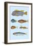 Rarest Curiosities of the Fish of the Indies-Louis Renard-Framed Art Print