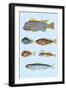 Rarest Curiosities of the Fish of the Indies-Louis Renard-Framed Art Print