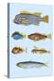 Rarest Curiosities of the Fish of the Indies-Louis Renard-Stretched Canvas