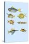 Rarest Curiosities of the Fish of the Indies-Louis Renard-Stretched Canvas