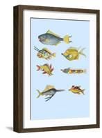 Rarest Curiosities of the Fish of the Indies-Louis Renard-Framed Art Print