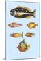 Rarest Curiosities of the Fish of the Indies-Louis Renard-Mounted Art Print