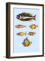 Rarest Curiosities of the Fish of the Indies-Louis Renard-Framed Art Print