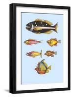 Rarest Curiosities of the Fish of the Indies-Louis Renard-Framed Art Print