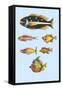 Rarest Curiosities of the Fish of the Indies-Louis Renard-Framed Stretched Canvas