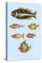 Rarest Curiosities of the Fish of the Indies-Louis Renard-Stretched Canvas