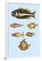 Rarest Curiosities of the Fish of the Indies-Louis Renard-Framed Art Print