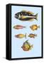 Rarest Curiosities of the Fish of the Indies-Louis Renard-Framed Stretched Canvas