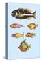 Rarest Curiosities of the Fish of the Indies-Louis Renard-Stretched Canvas