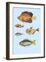 Rarest Curiosities of the Fish of the Indies-Louis Renard-Framed Art Print