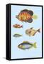 Rarest Curiosities of the Fish of the Indies-Louis Renard-Framed Stretched Canvas