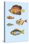 Rarest Curiosities of the Fish of the Indies-Louis Renard-Stretched Canvas