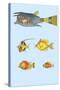 Rarest Curiosities of the Fish of the Indies-Louis Renard-Stretched Canvas