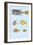 Rarest Curiosities of the Fish of the Indies-Louis Renard-Framed Art Print