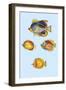 Rarest Curiosities of the Fish of the Indies-Louis Renard-Framed Art Print