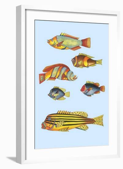 Rarest Curiosities of the Fish of the Indies-Louis Renard-Framed Art Print