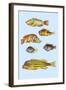 Rarest Curiosities of the Fish of the Indies-Louis Renard-Framed Art Print