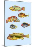 Rarest Curiosities of the Fish of the Indies-Louis Renard-Mounted Art Print