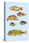 Rarest Curiosities of the Fish of the Indies-Louis Renard-Stretched Canvas