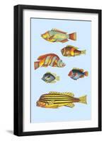 Rarest Curiosities of the Fish of the Indies-Louis Renard-Framed Art Print