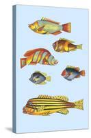 Rarest Curiosities of the Fish of the Indies-Louis Renard-Stretched Canvas