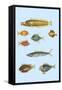 Rarest Curiosities of the Fish of the Indies-Louis Renard-Framed Stretched Canvas