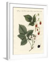 Raspberries and Blackberries-null-Framed Giclee Print