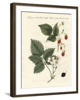 Raspberries and Blackberries-null-Framed Giclee Print