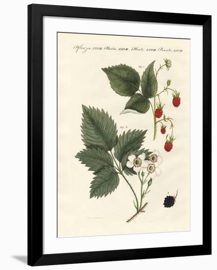 Raspberries and Blackberries-null-Framed Giclee Print