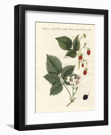 Raspberries and Blackberries-null-Framed Premium Giclee Print