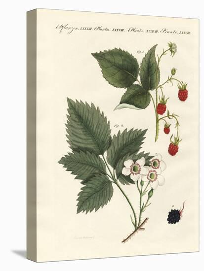 Raspberries and Blackberries-null-Stretched Canvas