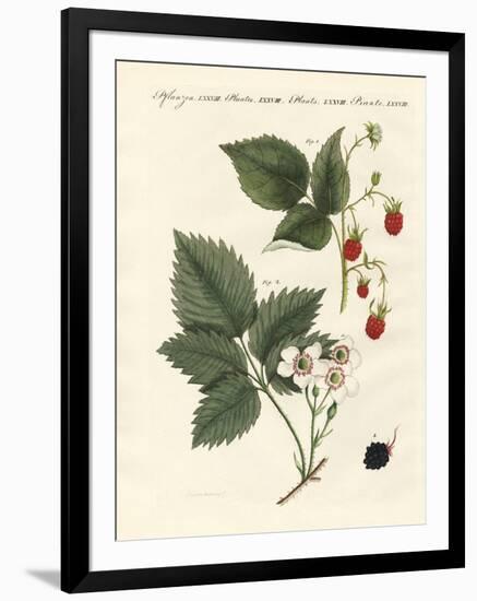 Raspberries and Blackberries-null-Framed Premium Giclee Print