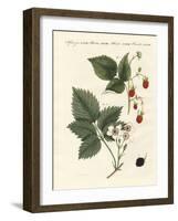 Raspberries and Blackberries-null-Framed Giclee Print